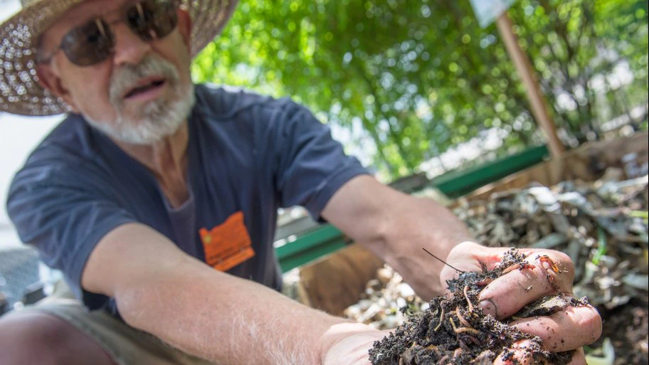 Master gardener presents a handful of red worms and worm castings in an outdoor vermicompost bin